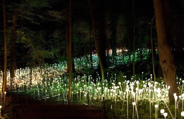 El jardín de flores LED de Bruce Munro
